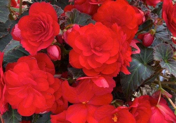Begonia Beaugonia Rouge Noir