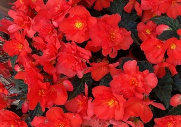 Begonia Beaugonia Salmon