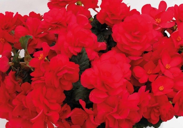Begonia Beaugonia Cherry Luxe