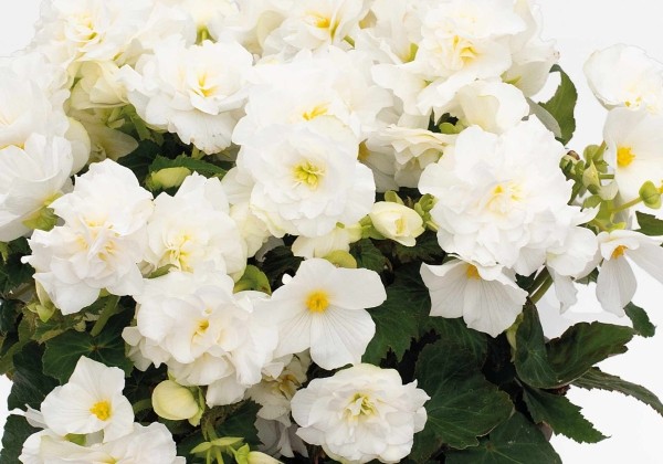 Begonia Beaugonia Creme Fraiche