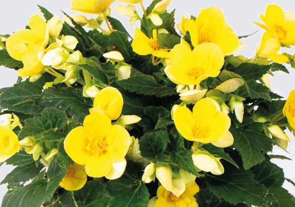 Begonia Beaugonia Funshine