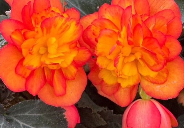 Begonia Beaugonia Orange Fire