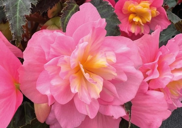 Begonia Beaugonia Pink Lemonade