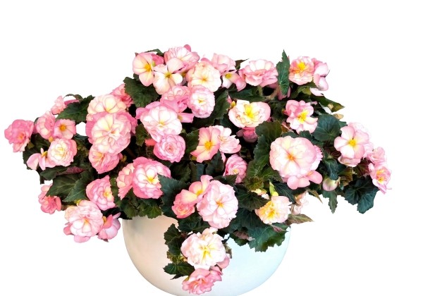 Begonia Beaugonia Pink Powder