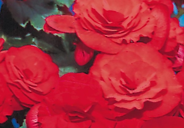 Begonia Barkos