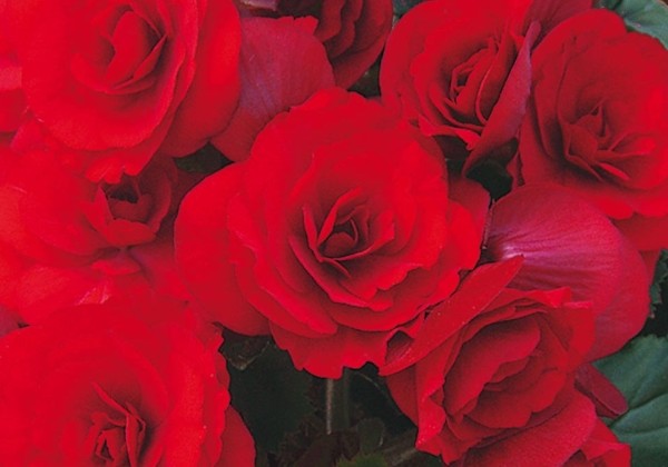 Begonia Berseba Red