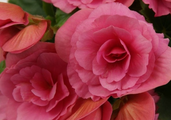 Begonia Berseba Pink