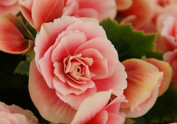 Begonia Borias