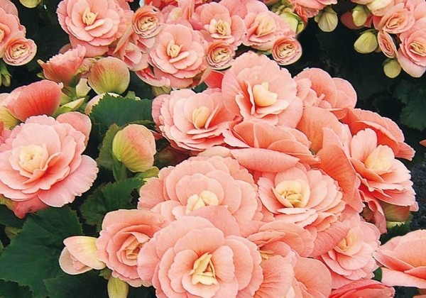 Begonia Binos Softpink