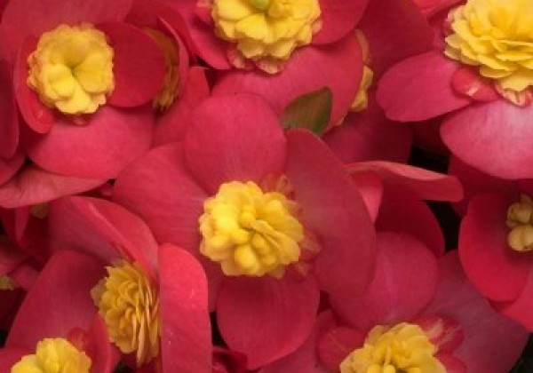 Begonia Valentino Pink