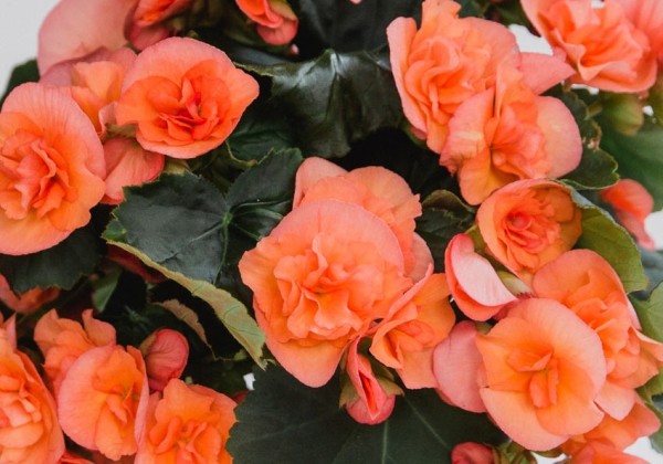 Begonia Hailey Peach