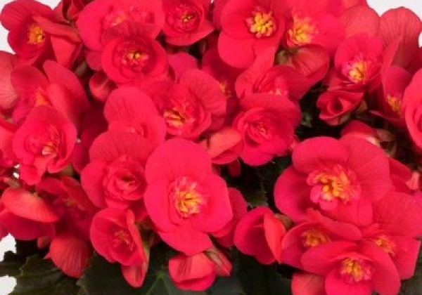 Begonia Belove Cherry