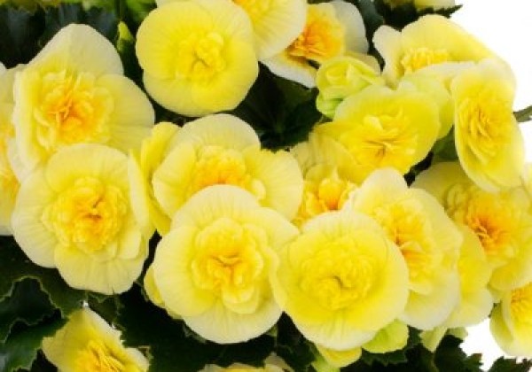 Begonia Belove Yellow