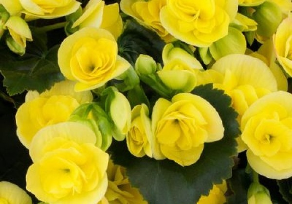 Begonia Sweeties Yellow