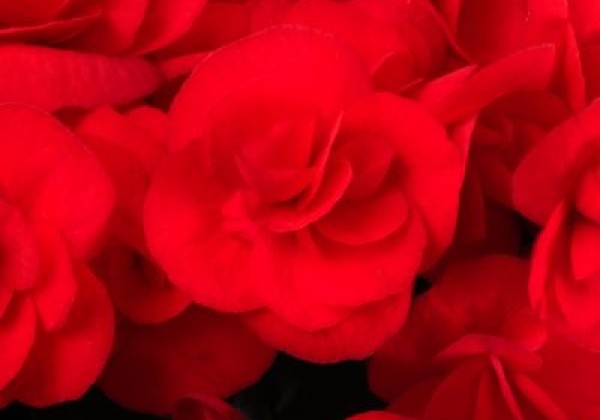 Begonia Sweeties Red