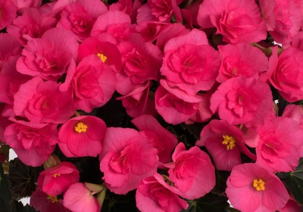 Begonia Adonia Pink