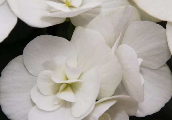 Begonia Clara