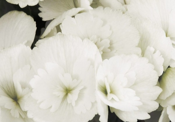 Begonia Clara frisee
