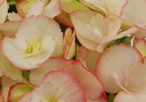 Begonia Cindy frisee
