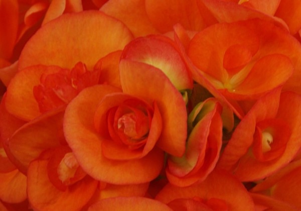 Begonia Batik