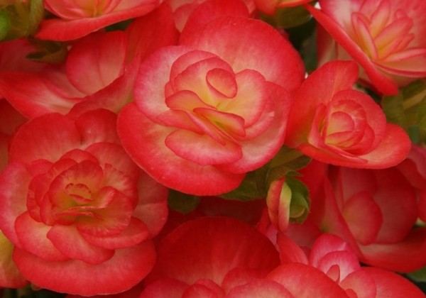 Begonia Peggy