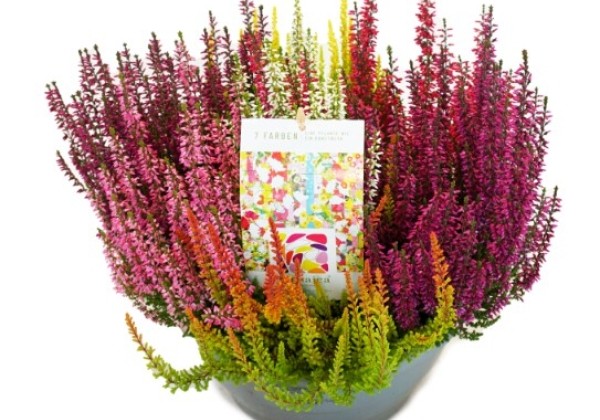 Calluna vulgaris Beauty Ladies Mosaica (23cm)