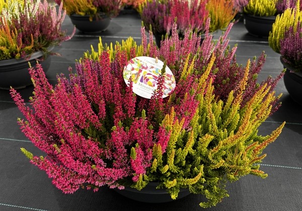 Calluna vulgaris Beauty Ladies Mosaica (23cm)