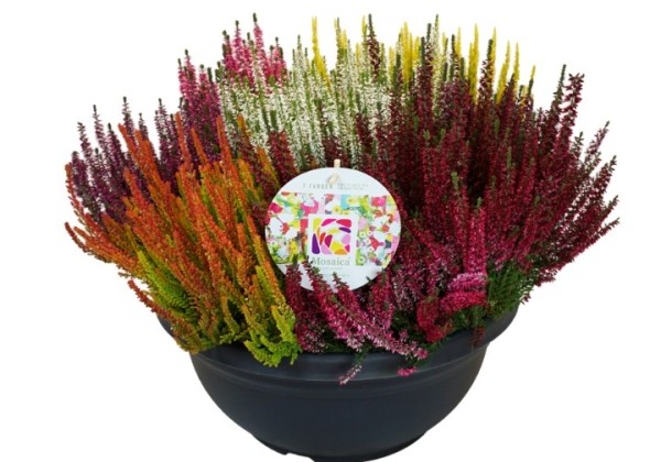 Calluna vulgaris Beauty Ladies Trio (23cm)