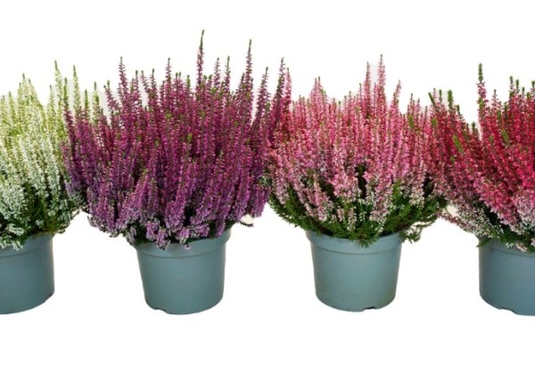 Calluna vulgaris Beauty Ladies Mix (17cm)