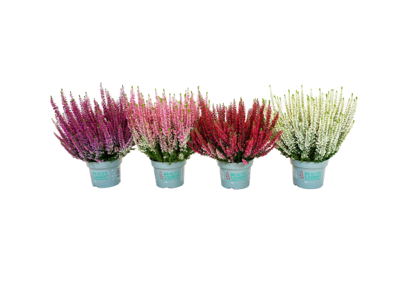 Calluna vulgaris Beauty Ladies MIX (13cm)