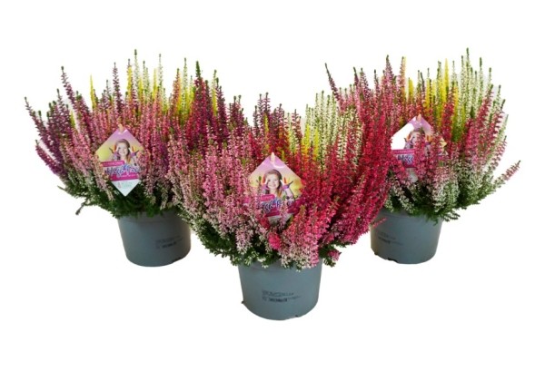 Calluna vulgaris Beauty Ladies High Five (17cm)