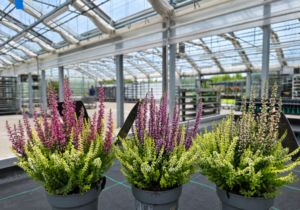 Calluna vulgaris Beauty Ladies Color Crown (13cm)
