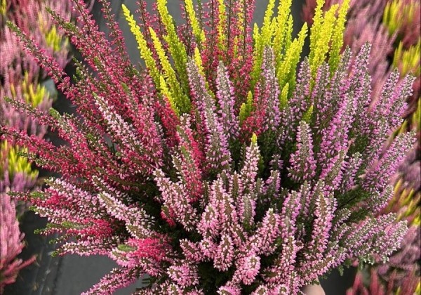 Calluna vulgaris Beauty Ladies Quattro (14cm)