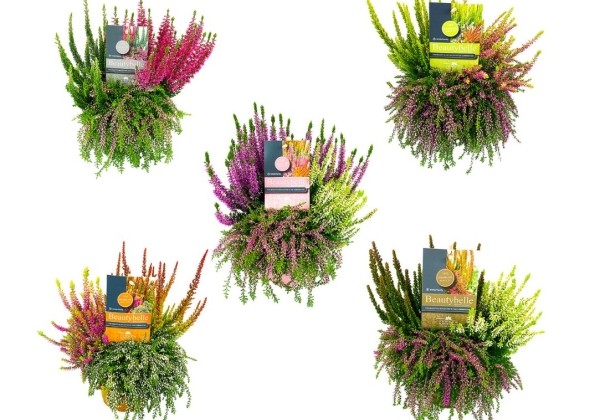 Calluna vulgaris Beauty Ladies Beautybelle (13cm)