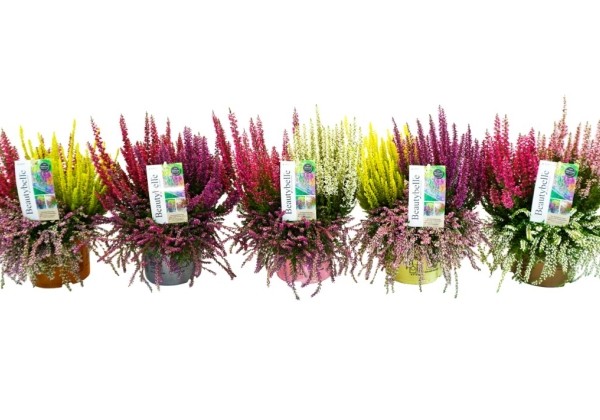 Calluna vulgaris Beauty Ladies Beautybelle (13cm)