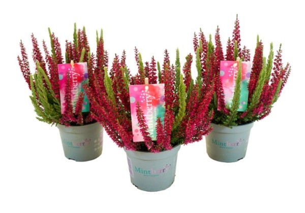Calluna vulgaris Beauty Ladies Mintberry (13cm)