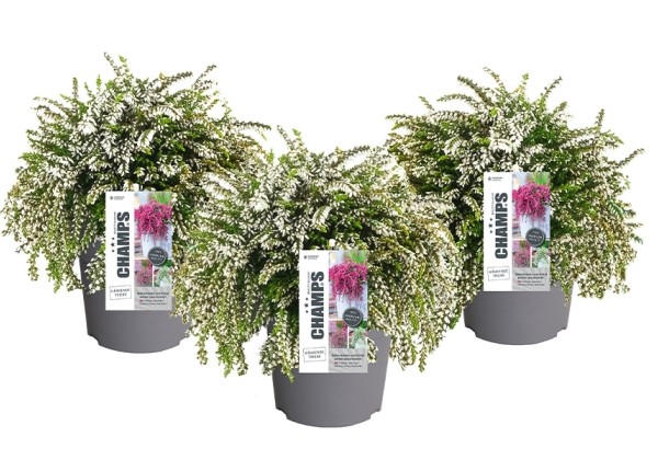 Calluna vulgaris Champs White (12 cm)
