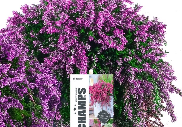 Calluna vulgaris Champs Purple (12 cm)