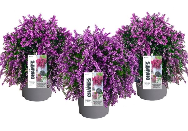Calluna vulgaris Champs Purple (12 cm)