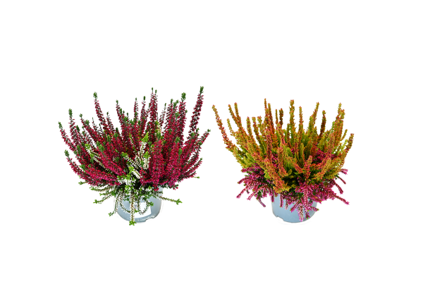 Calluna vulgaris Beauty Ladies Colour Peaks (13cm)