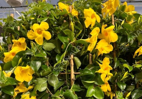 Dipladenia Sundaville Mandevilla, dzeltena, piramīda (17 cm)