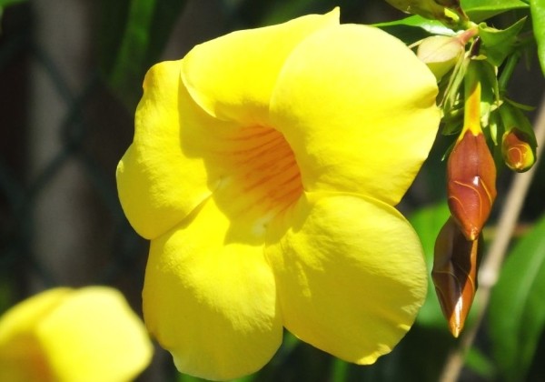 Dipladenia Sundaville Mandevilla, dzeltena, piramīda (17 cm)