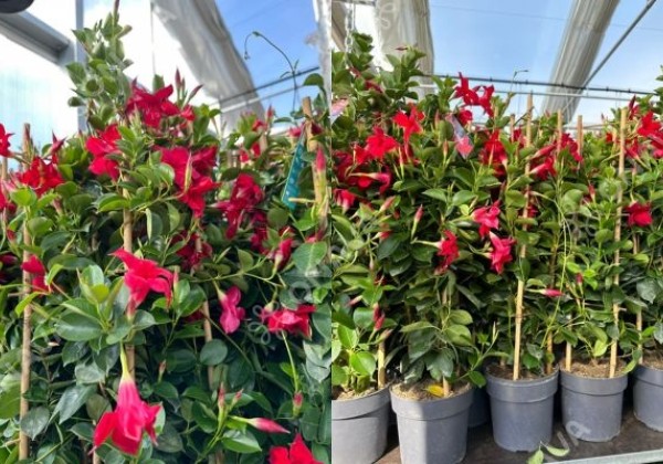 Dipladenia Sundaville Mandevilla, sarkana, piramīda (17 cm)