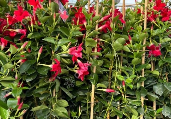 Dipladenia Sundaville Mandevilla, sarkana, piramīda (17 cm)