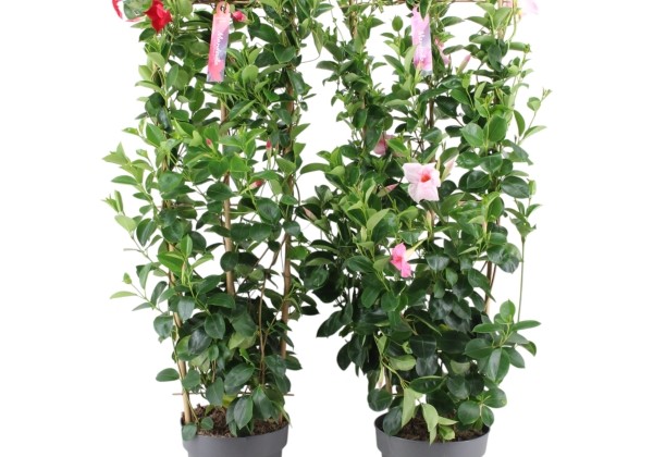 Dipladenia Sundaville Mandevilla, sarkana, piramīda (21 cm)