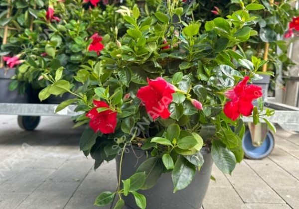 Dipladenia Sundaville Mandevilla, sarkana, nokarena (25 cm)