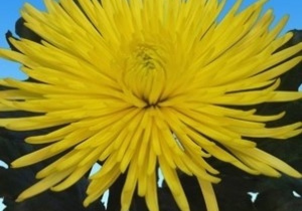 Chrysanthemum, lielziedu Anastasia Sunny