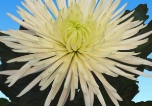Chrysanthemum, lielziedu Anastasia White
