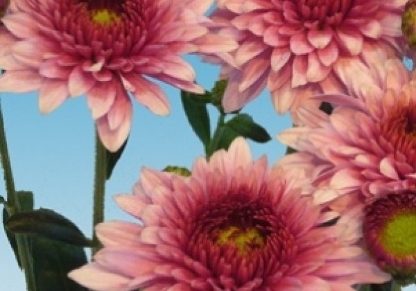 Chrysanthemum, daudzziedu Beppie Pink