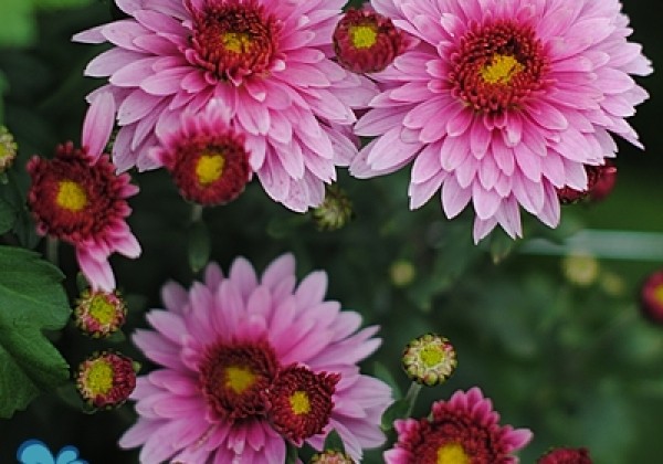 Chrysanthemum, daudzziedu Beppie Purple